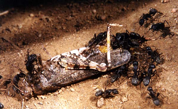 Camponotus saxatilis